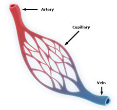 How Omega 3 Boosts Performance By Increasing Oxygen And Blood Flow To The Muscles During Exercise. 1