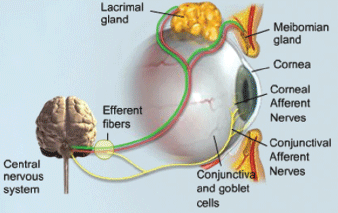 Can Omega 3 Help With Dry Eyes Intelligent Labs CA