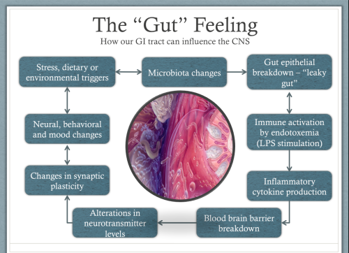 Probiotics, Depression and Anxiety - Intelligent Labs