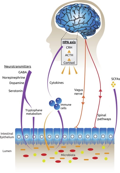 probiotics depression anxiety chart